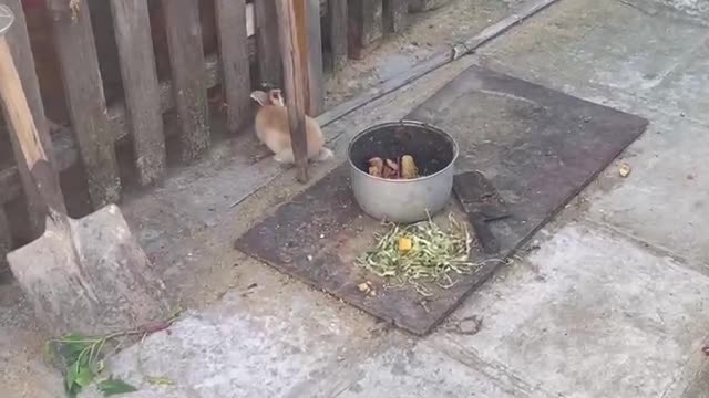 What is this rabbit thinking?