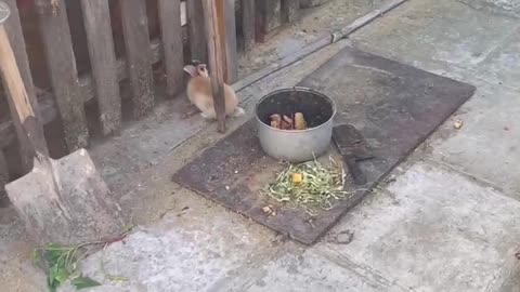 What is this rabbit thinking?