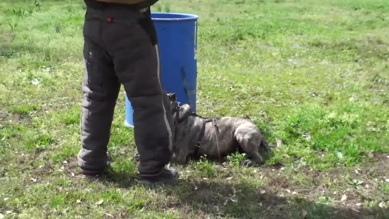 these dogs are banned all over the world.