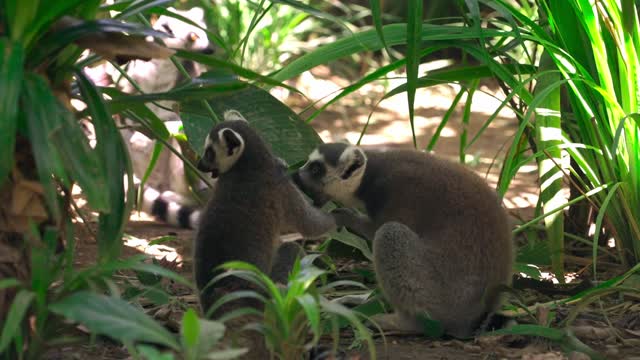 Group of Lemurs Eating Leaves Outdoors