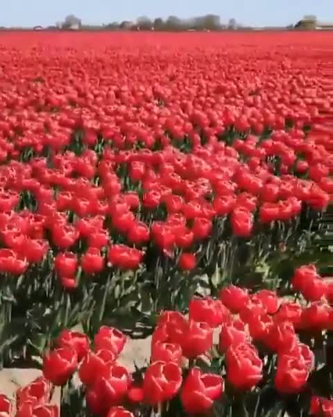 🌷Tulip sea in the Netherlands. Amazing beauty, the dream of every woman!