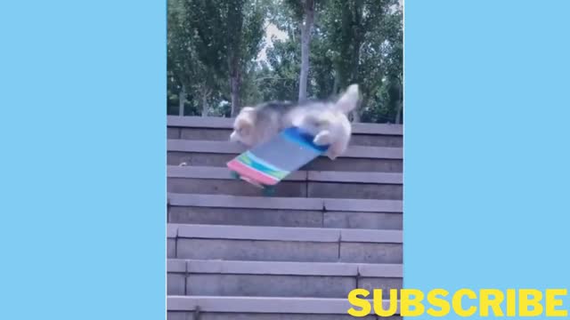 Funny Dog Falling Down