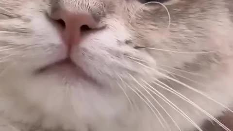Cats funny 😂🤣🤣