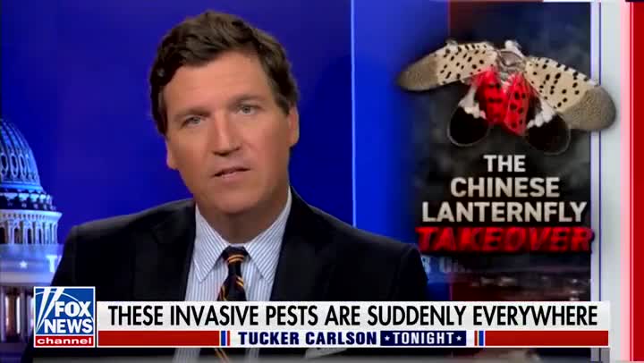 Tucker Roasts Don Lemon With On-Point Impression After Getting Destroyed by Facts on CNN