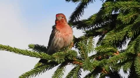 most beautiful bird songs in the world