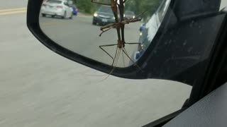 GIANT Texas Walking Stick