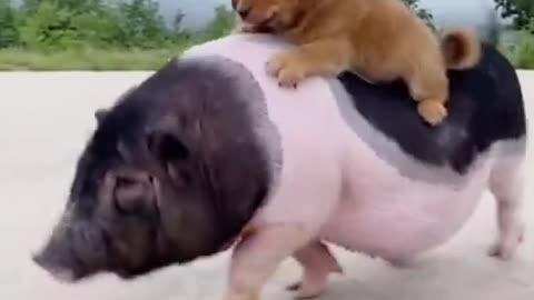 Puppy Catches a Ride on the Back of Pig