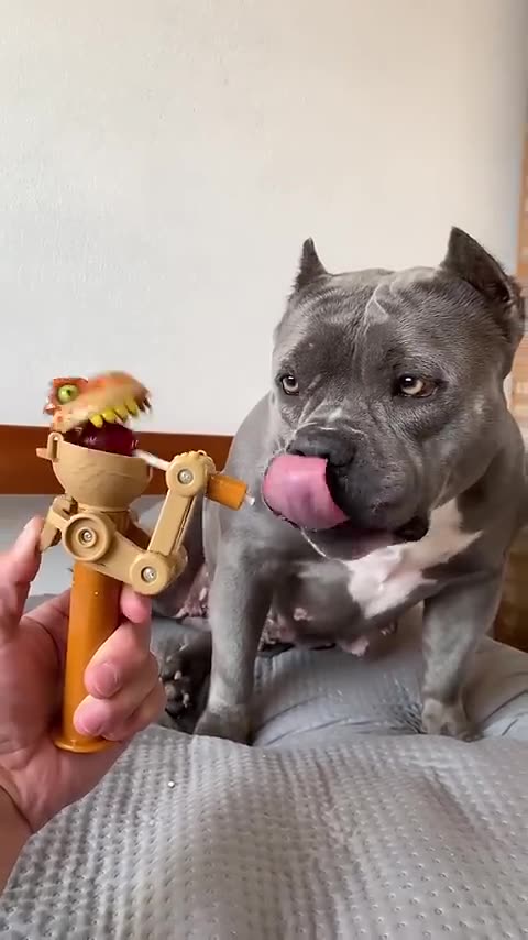 Comprei_um_Brinquedo_Novo_para_Minha_American_Bully_#maoriblue_☺️😅(480p)