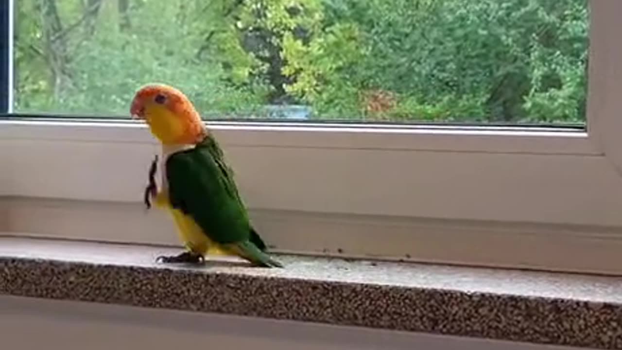 Why we like parrots so much ?