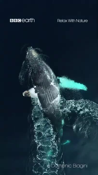 Breathing With Whales