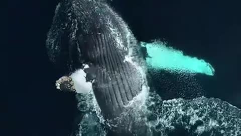 Breathing With Whales