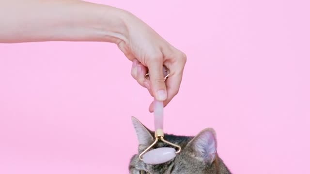 animal. animal kingdom. animal shelters near me. Cute cat video