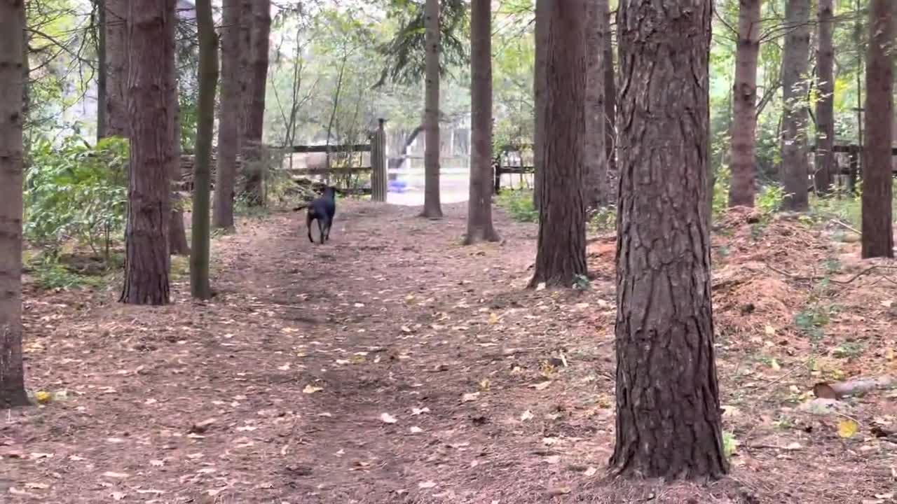 horse kicks tree farts on dogs then runs away