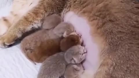 Funny cat after deliver her kittens