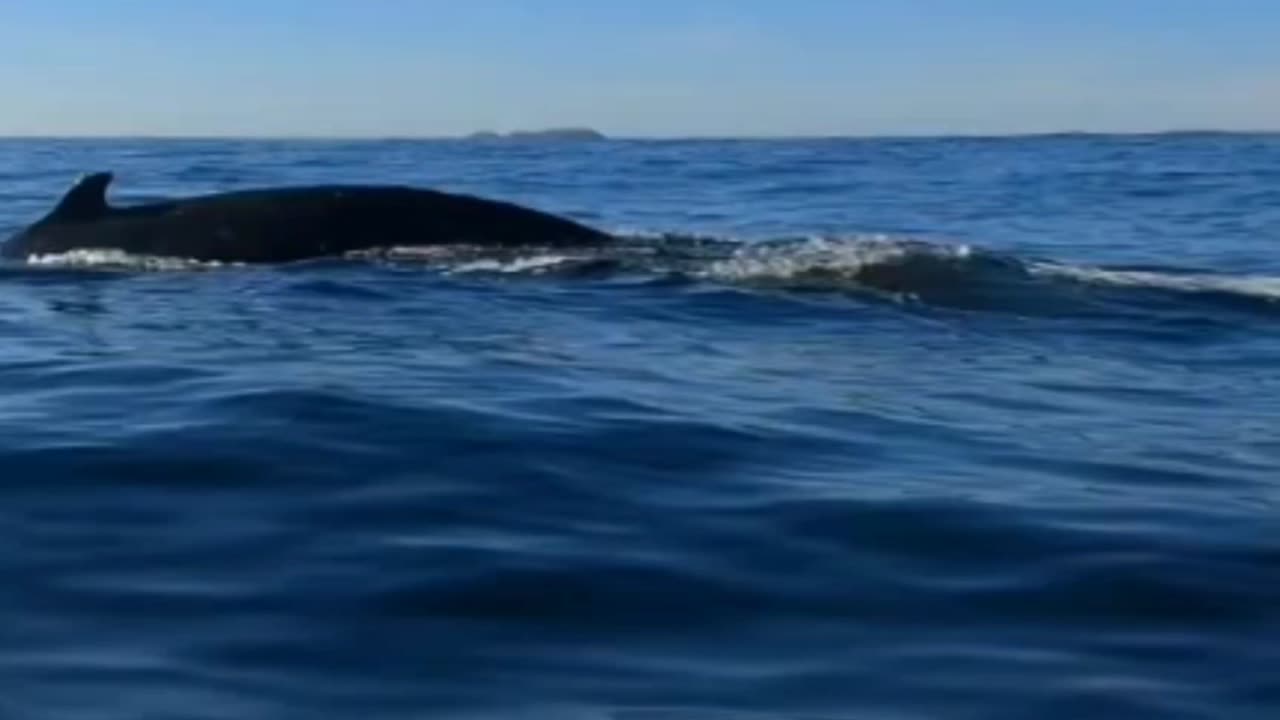 Giant whales surface next to kayak