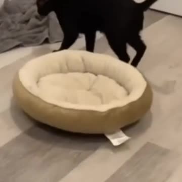 Funny dogs and cats video