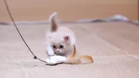 Lovely cats and humans