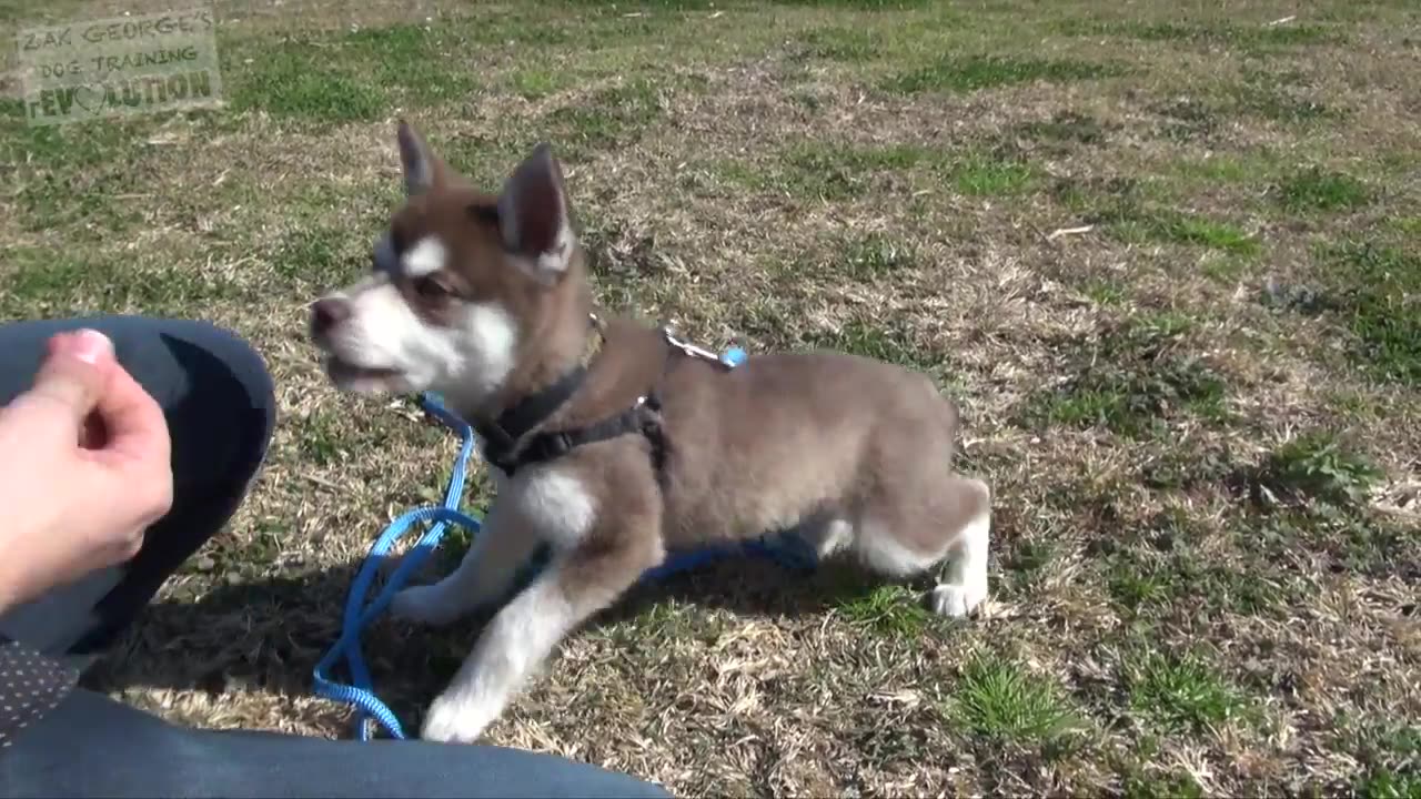 4 Things to Teach your NEW PUPPY Right Now!
