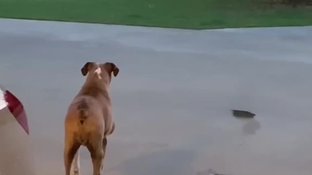 Funny video