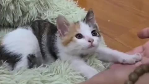 Tiny stretches..🐈🐾😍