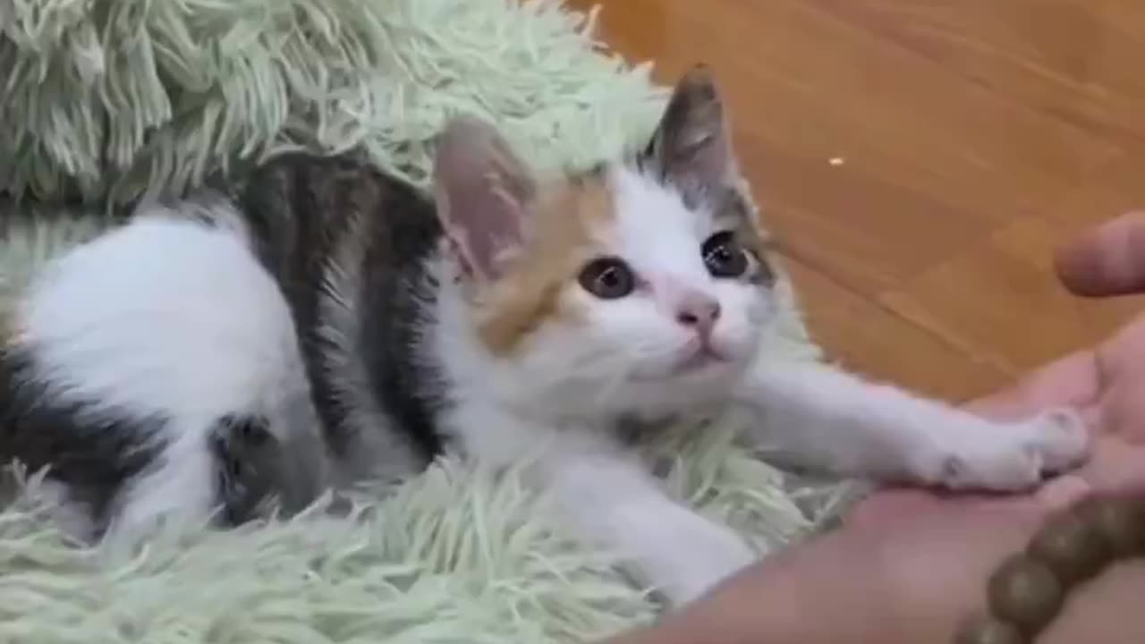 Tiny stretches..🐈🐾😍
