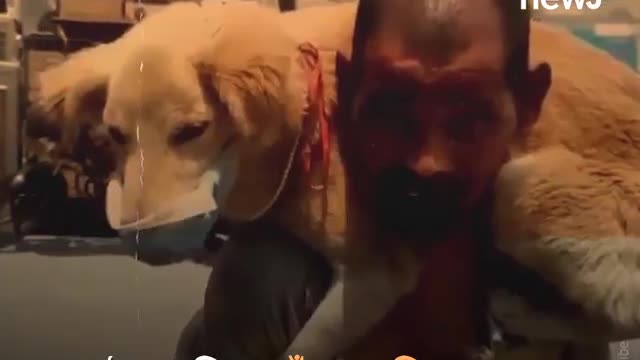 Man Gives His Only Mask To The Dog, Video Goes Viral...