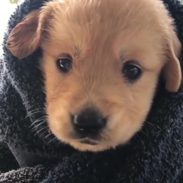 All buldland puppies video viral land