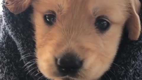 All buldland puppies video viral land