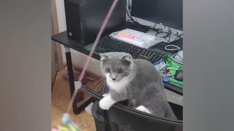 Funniest Cats And Dogs Video 104