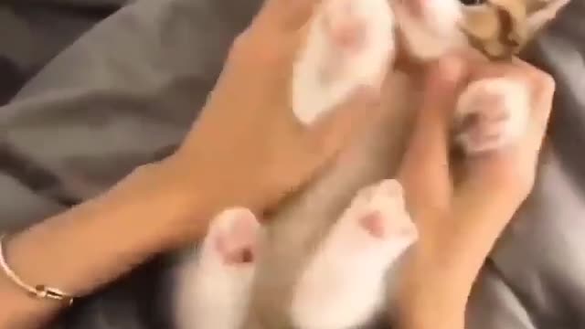 Cute Little Cat Playing at home