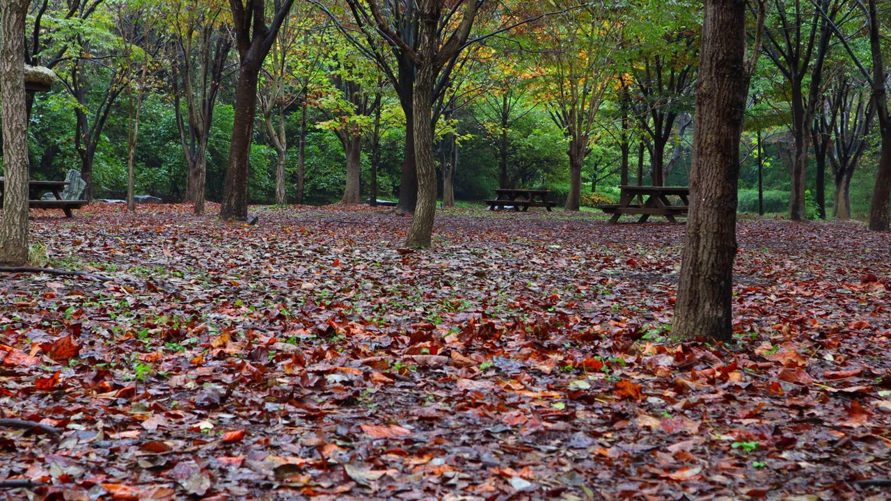 The autumn rain is falling quietly and the leaves are falling one by one.