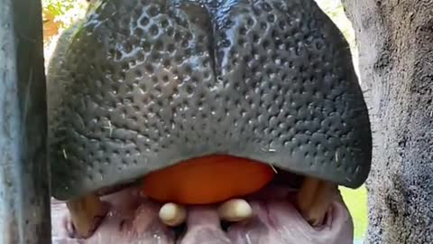 Nothing says ‘Fall’ like hippos crushing pumpkins