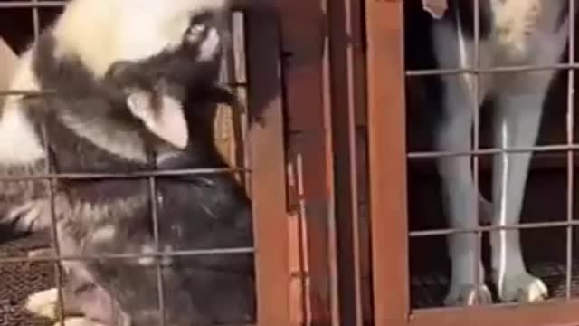 You won't believe these animals funny clips