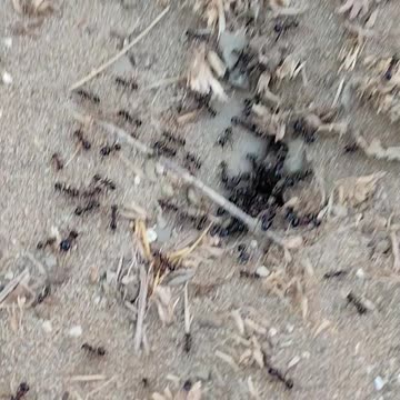 Fast ants life