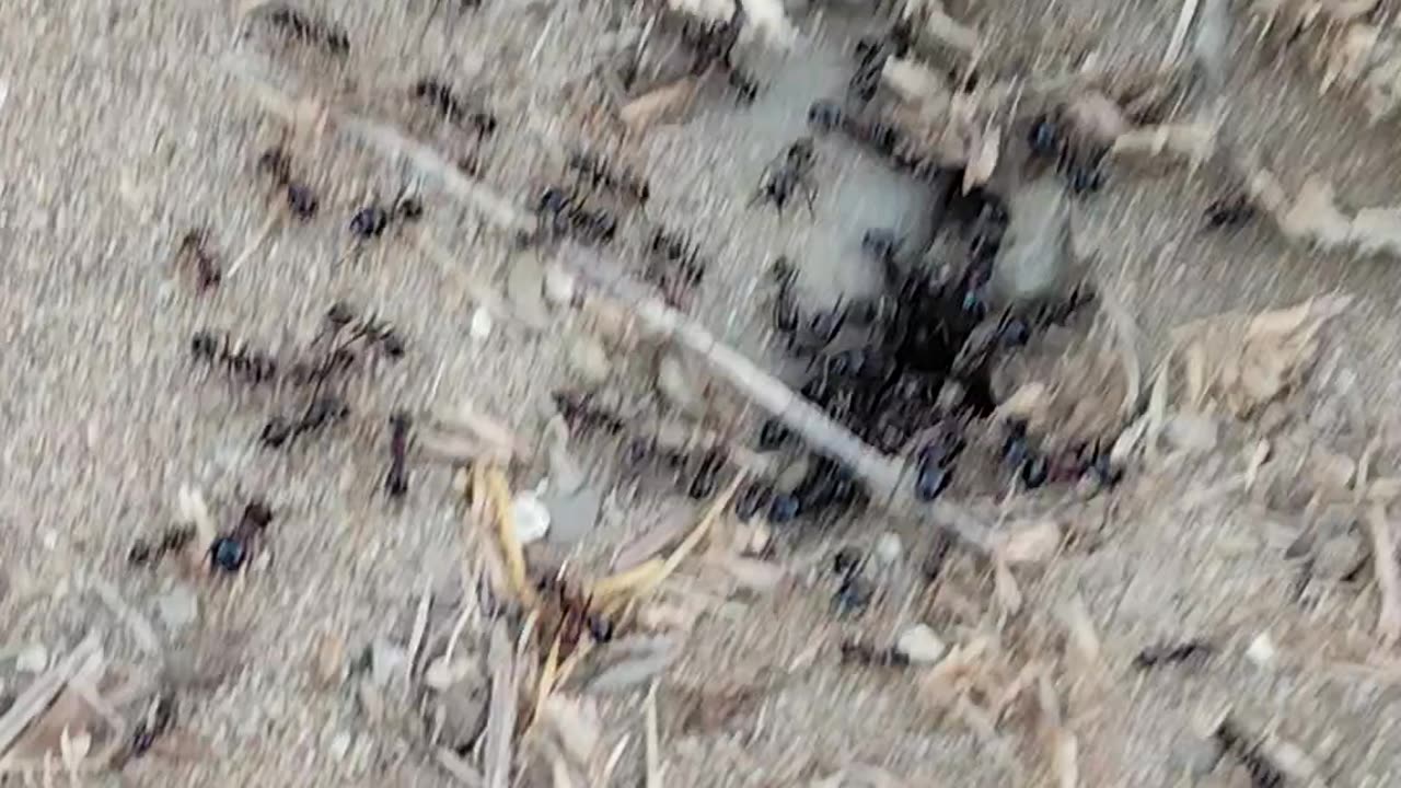 Fast ants life