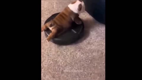 the most incredible and funny animal videos