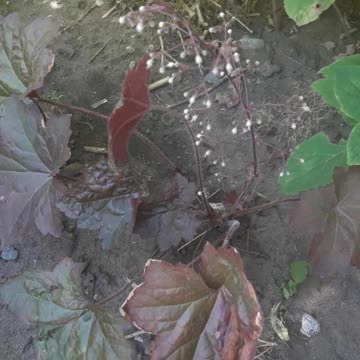 Hehera will bloom soon