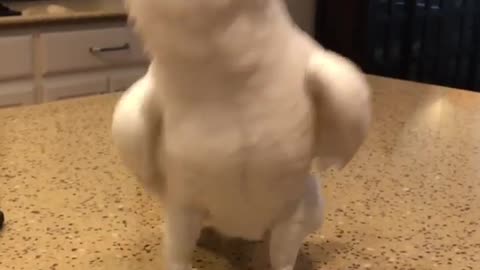 Dancing cockatoo 2