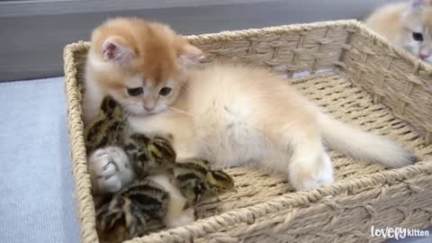 kittens and quail chicks