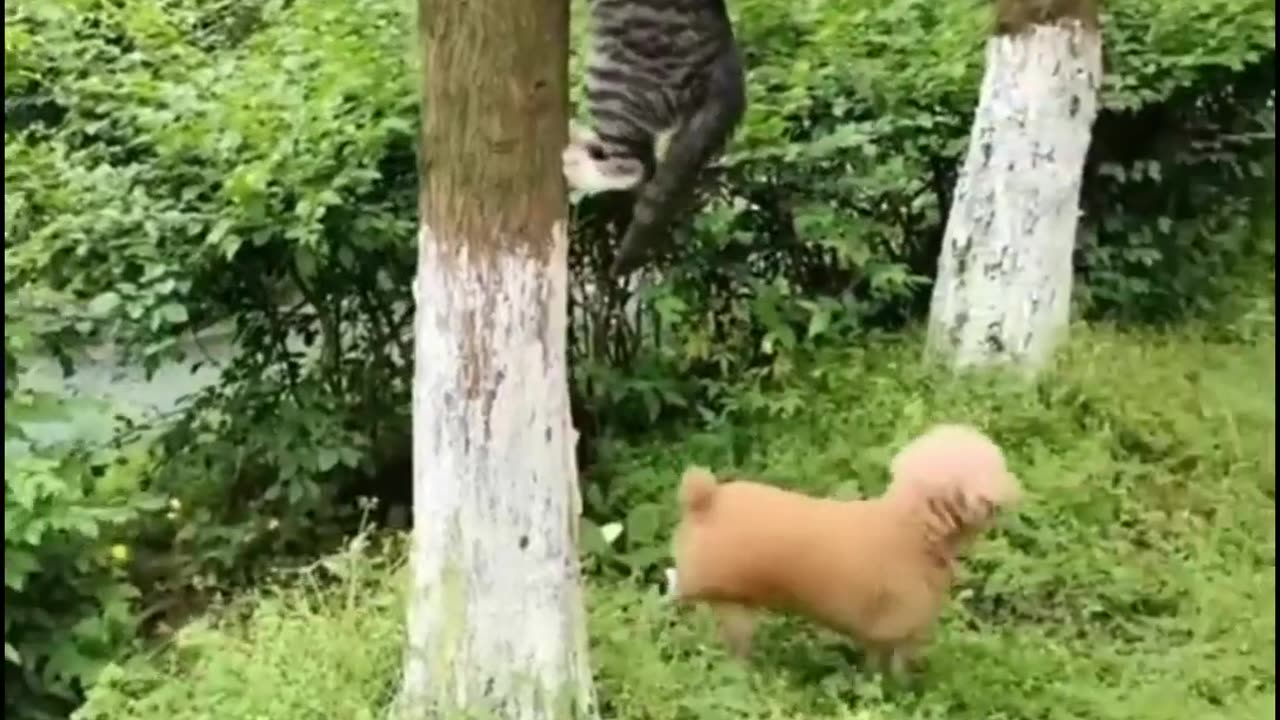 Funny cats and dogs