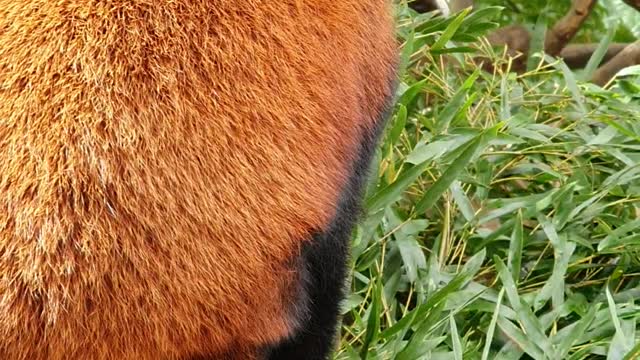 Lesser Panda showing the dining scene
