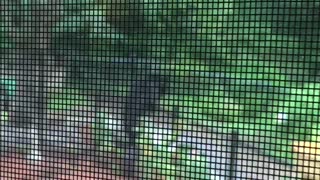 Bear Balances on Railing to Raid Bird Feeder