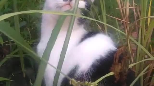 Why my cat eats grass?