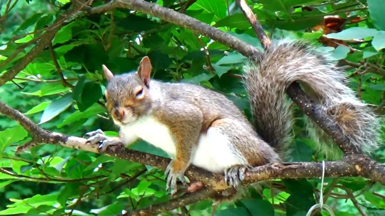 Gray Squirrel