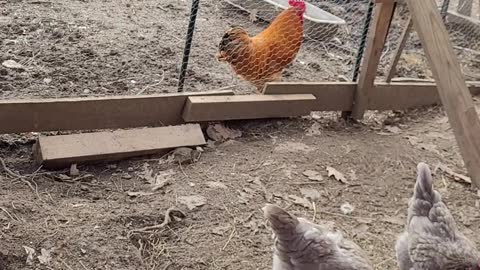 Our Flock Of Chickens