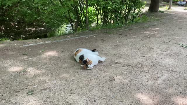 A cute cat that answers the question is rolling around.