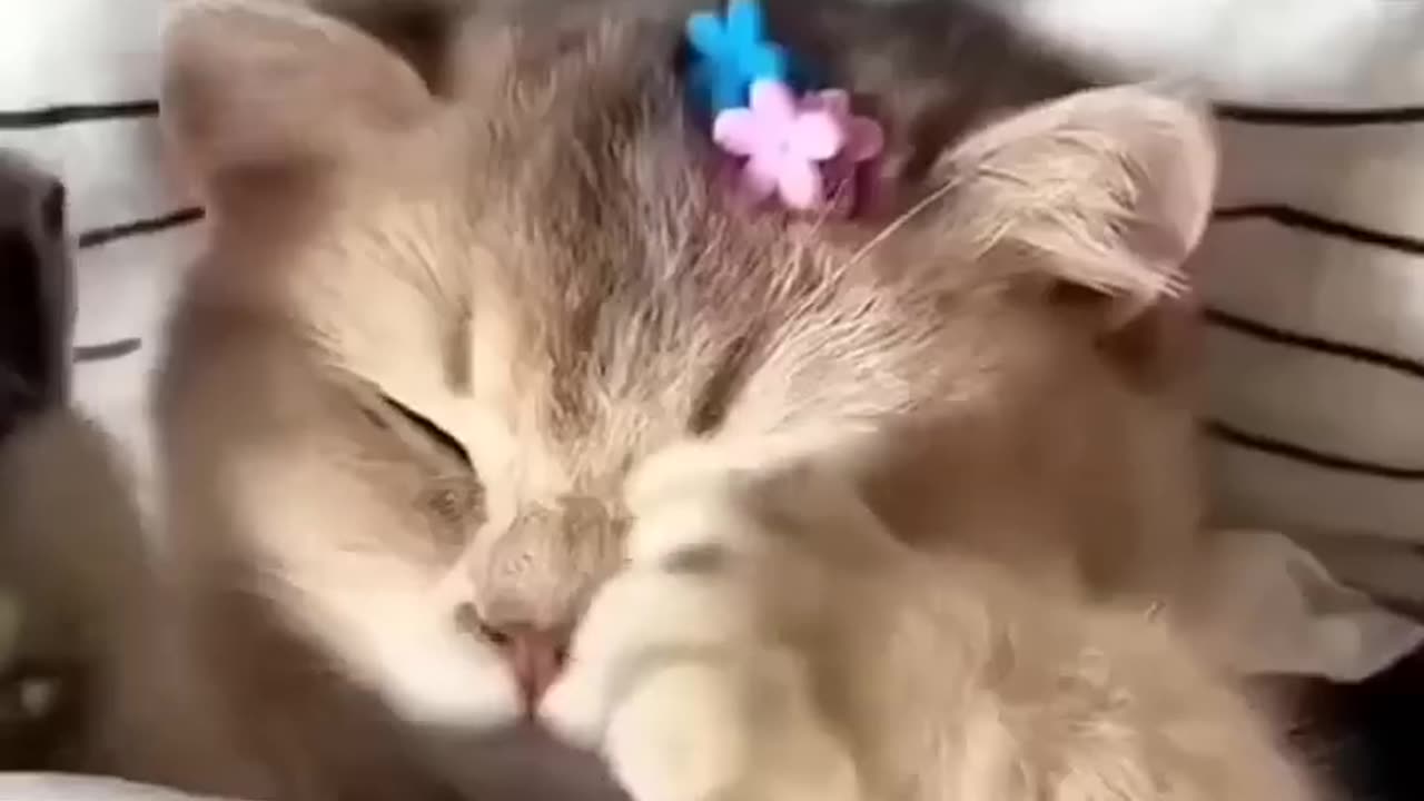 Cats cute video 😍