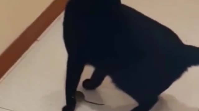 Tom And Jerry Some to Some 🤣😂 Funny War Cat And Mouse