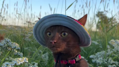 Safari Kitty!