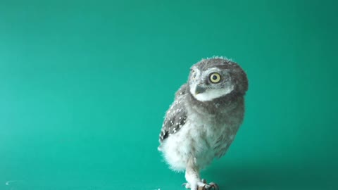 Owl Eating An Insect